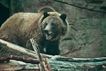Female Griz.jpg
