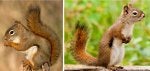 american-red-squirrel-1024x479.jpg